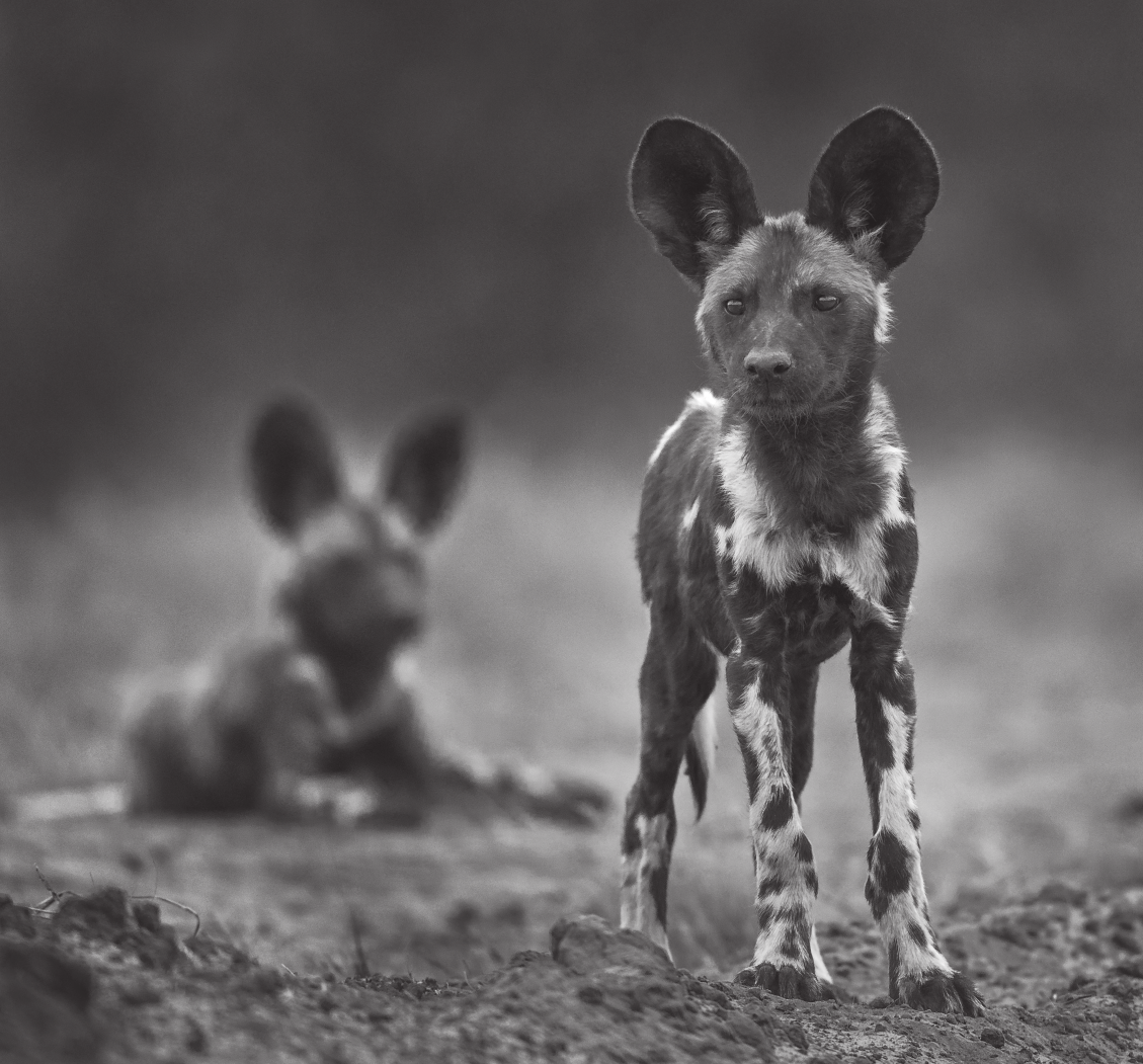 Africa's Wild Dogs – merlinunwin