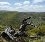 Wildlife of the Pennine Hills