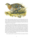 The Black Grouse