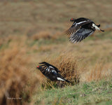 Wildlife of the Pennine Hills