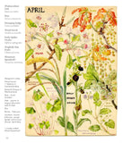 Wild Flowers of Britain