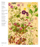 Wild Flowers of Britain