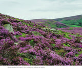 Wildlife of the Pennine Hills