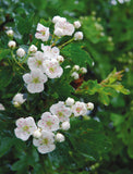 Hedgerow Medicine