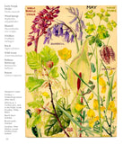 Wild Flowers of Britain