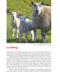 Much Ado About Mutton
