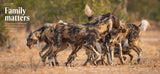 Africa's Wild Dogs