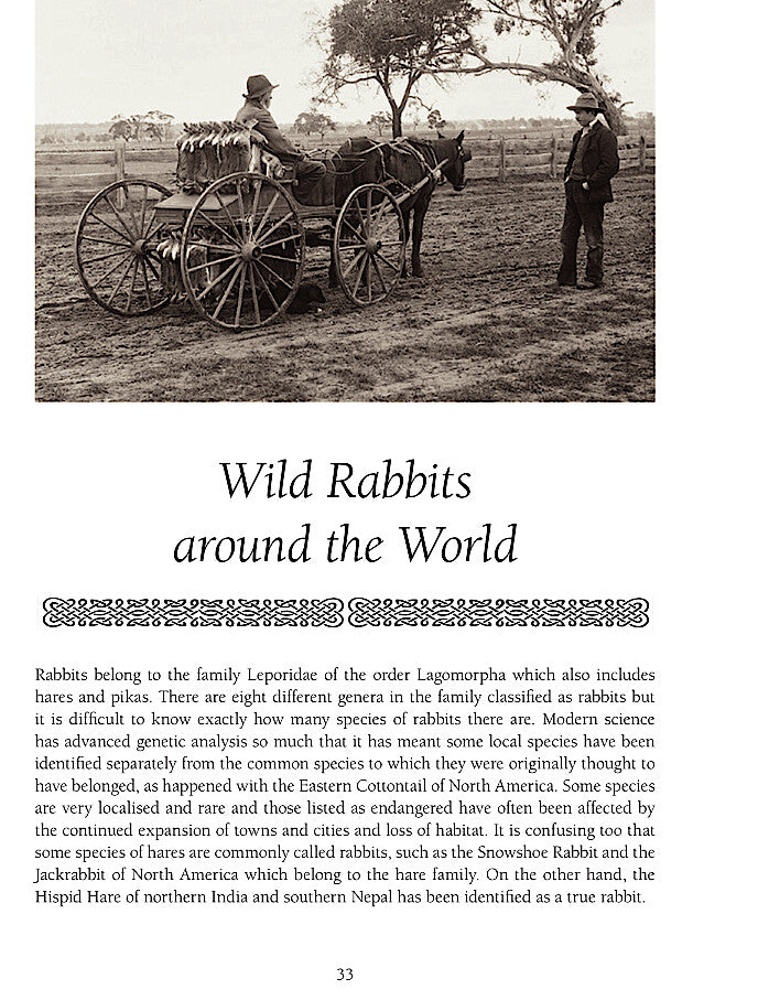 The Rabbit – merlinunwin